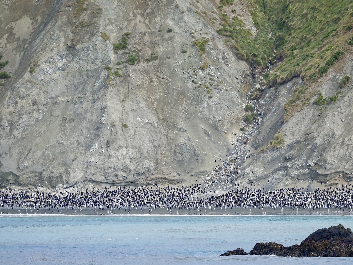 Royal Penguin - ML646730923