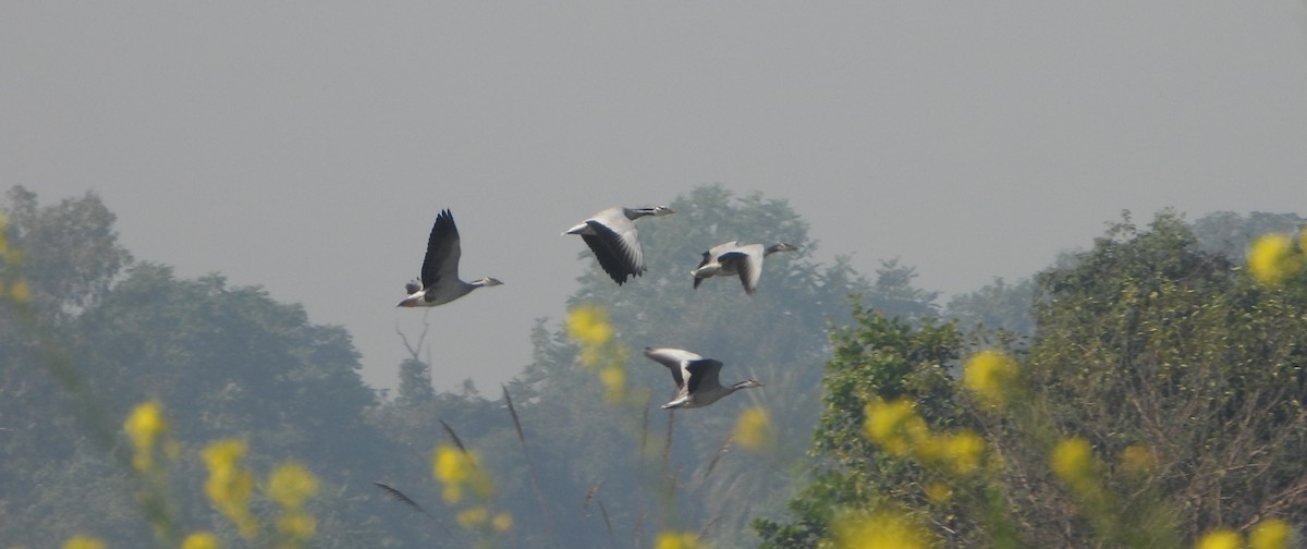 Bar-headed Goose - ML646730929