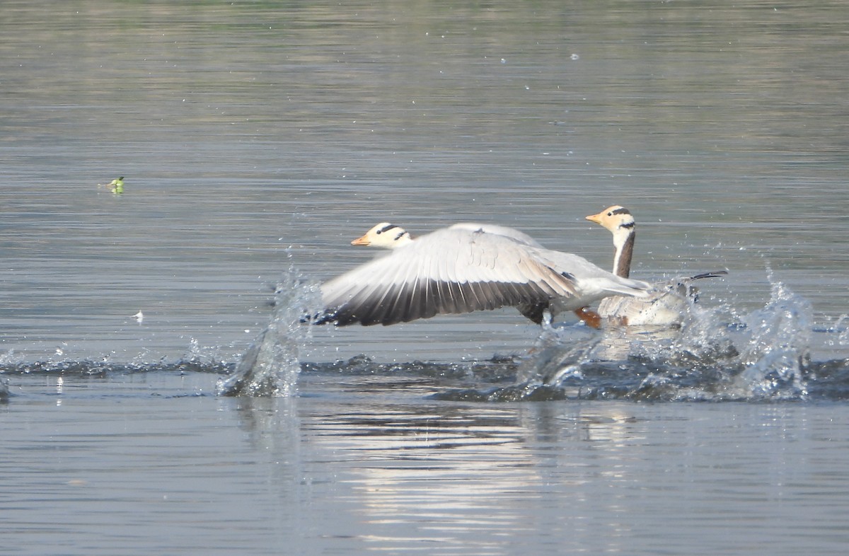 Bar-headed Goose - ML646730930