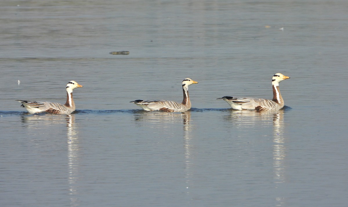 Bar-headed Goose - ML646730931