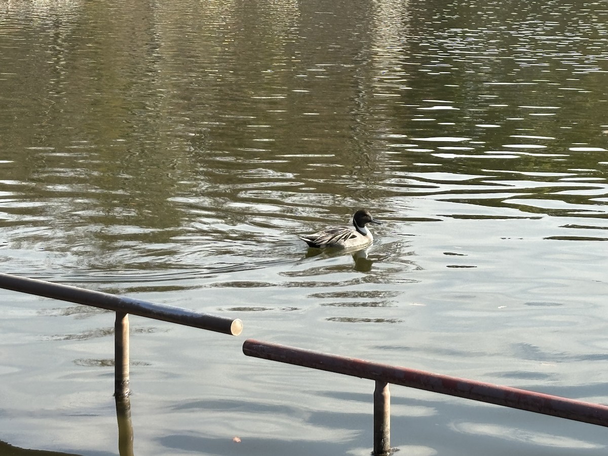 尖尾鴨 - ML646730946