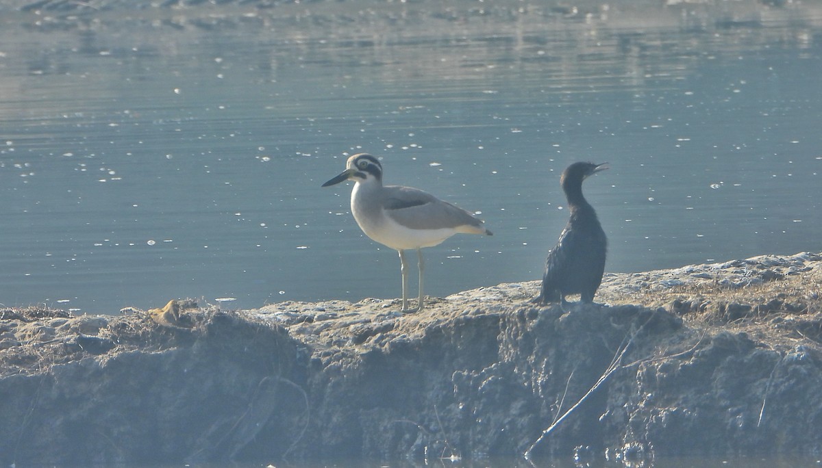 Great Thick-knee - ML646730948