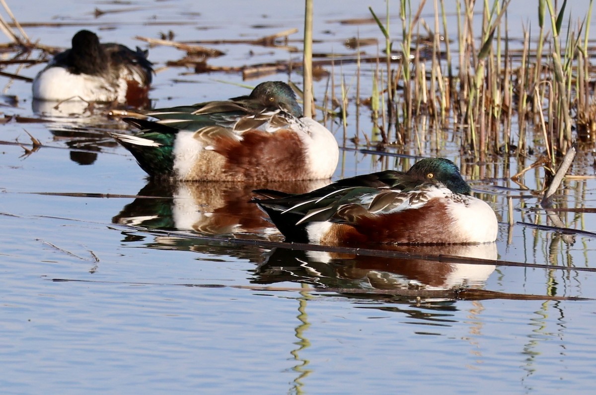 Cuchara Común - ML646730949