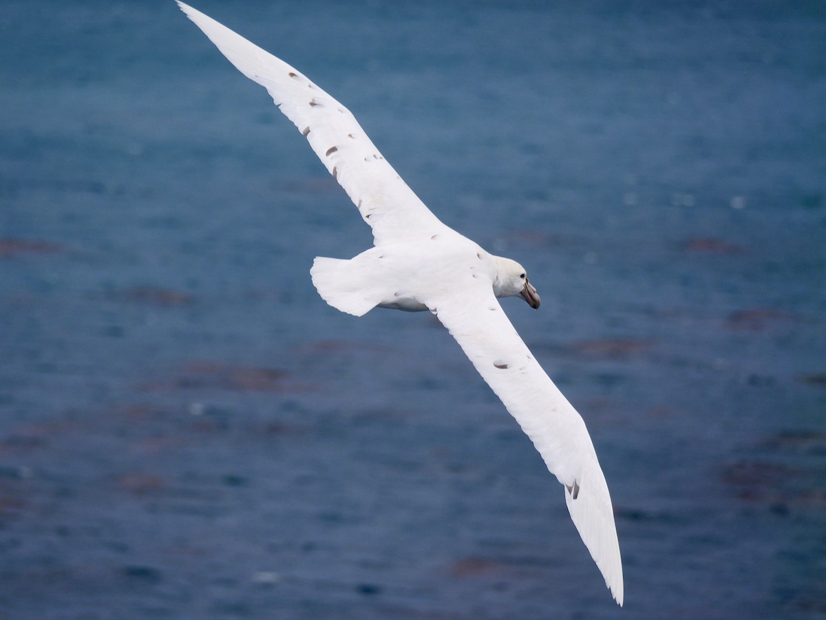 Southern Giant-Petrel - ML646730950