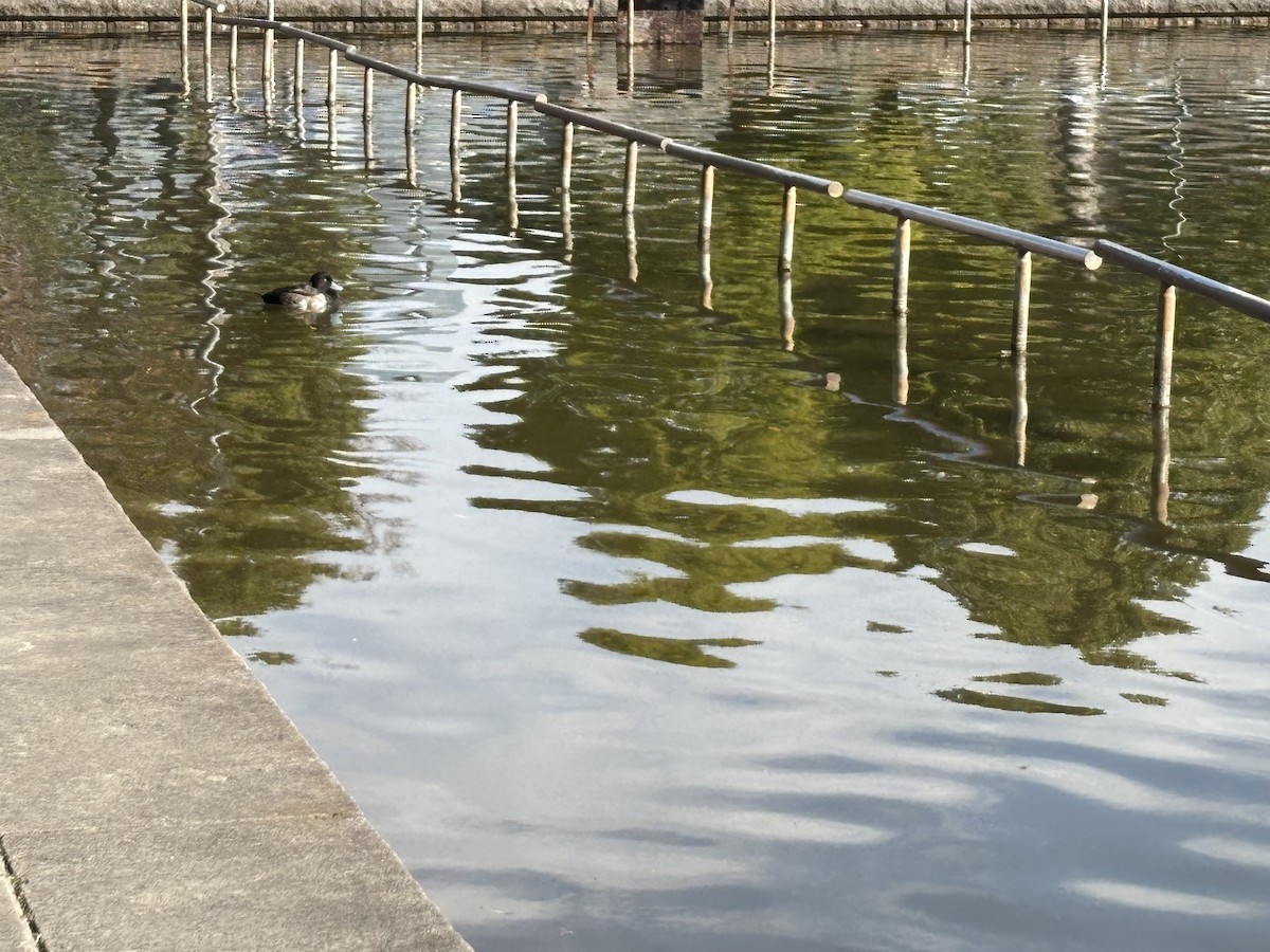 鳳頭潛鴨 - ML646730951