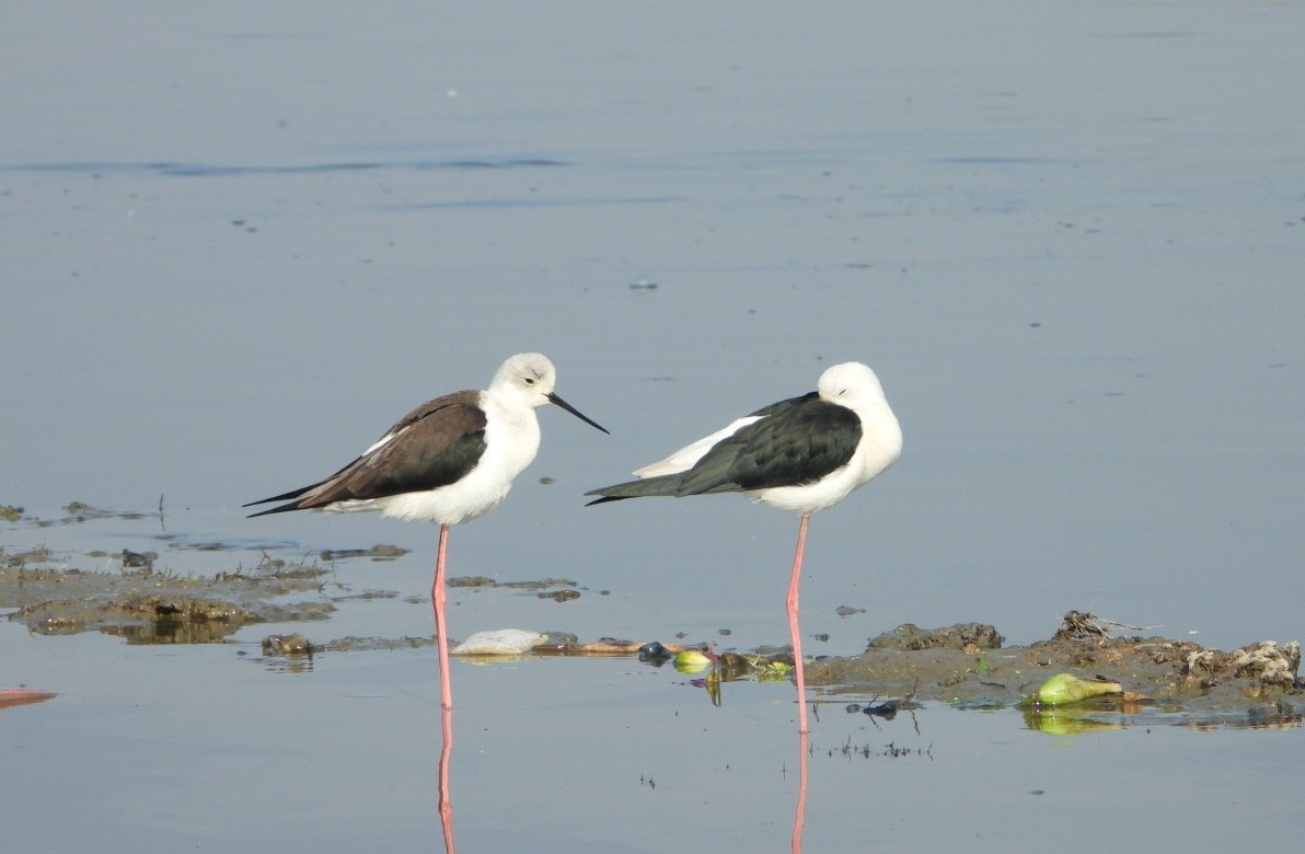 Zankaluze eurasiarra - ML646730952