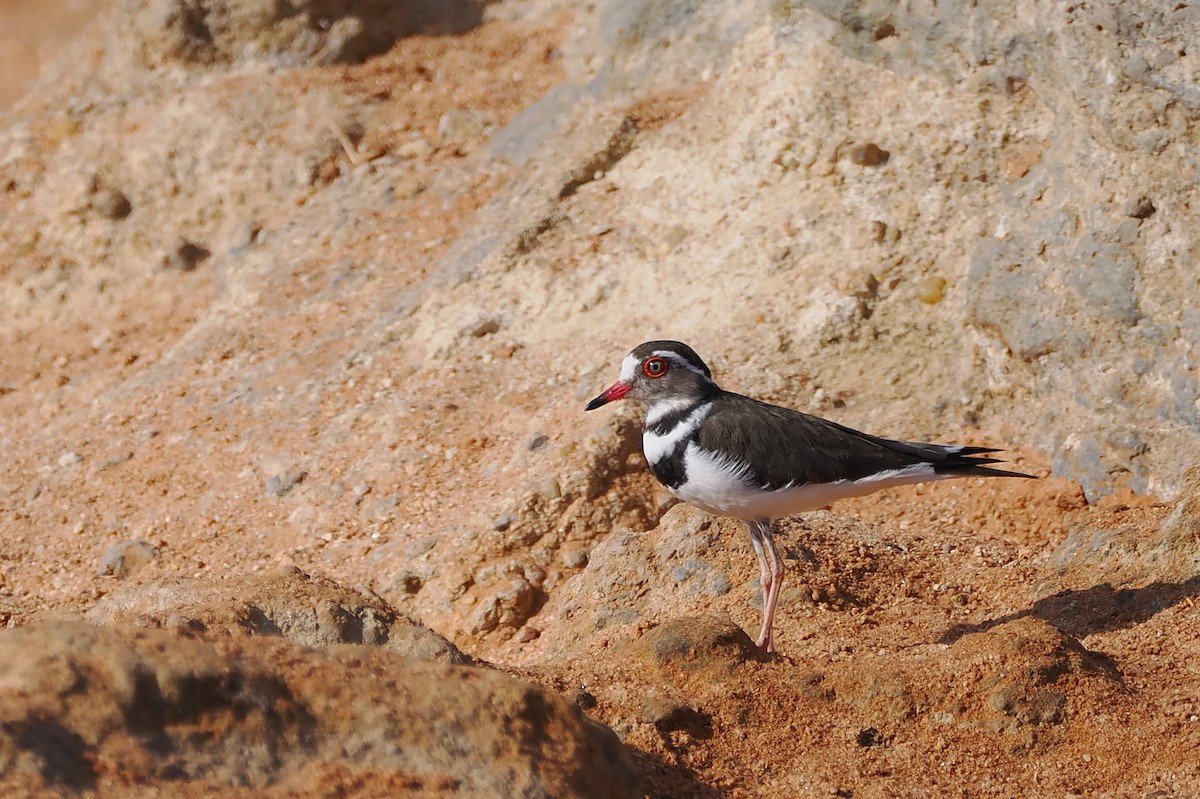 Chorlitejo Tricollar - ML646730953