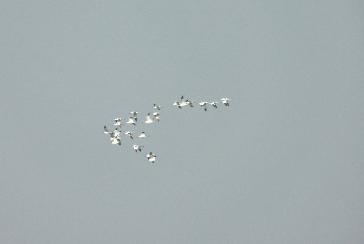 Pied Avocet - ML646730955