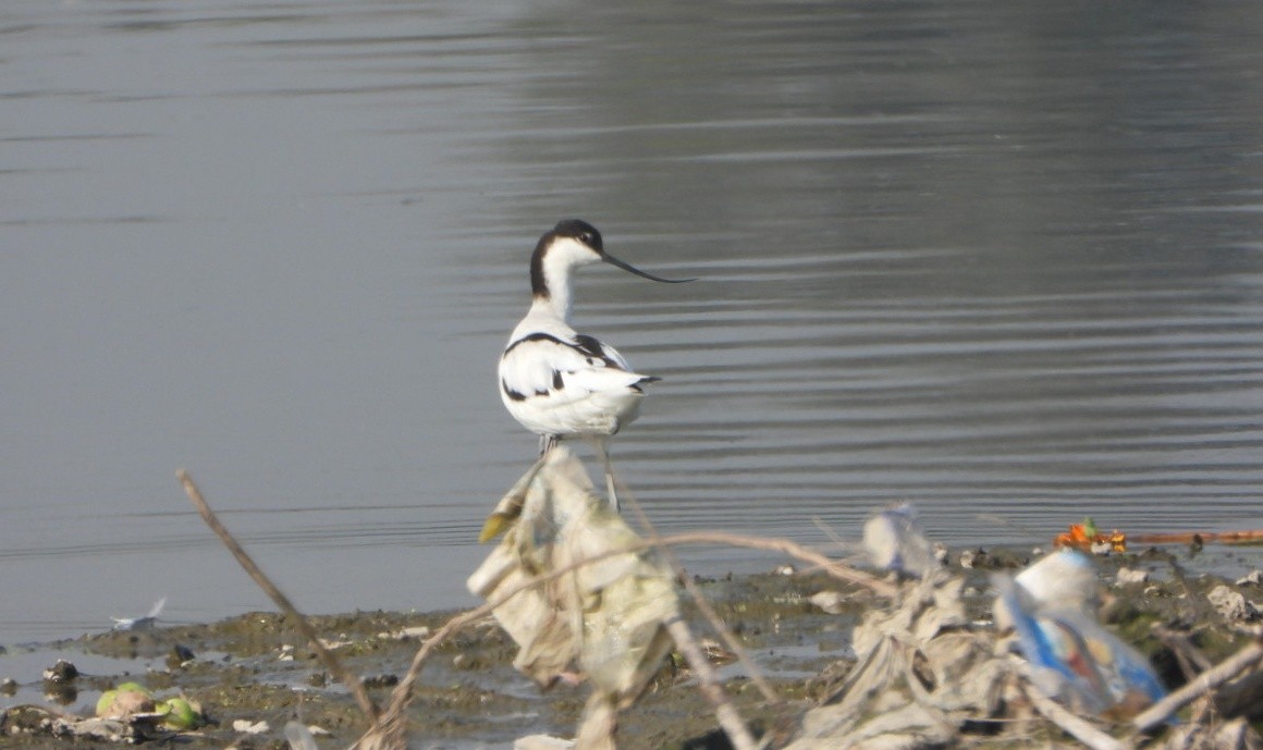 Pied Avocet - ML646730956