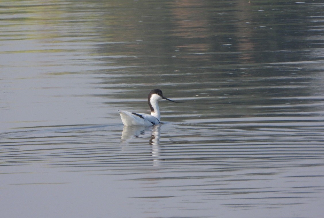 Pied Avocet - ML646730957