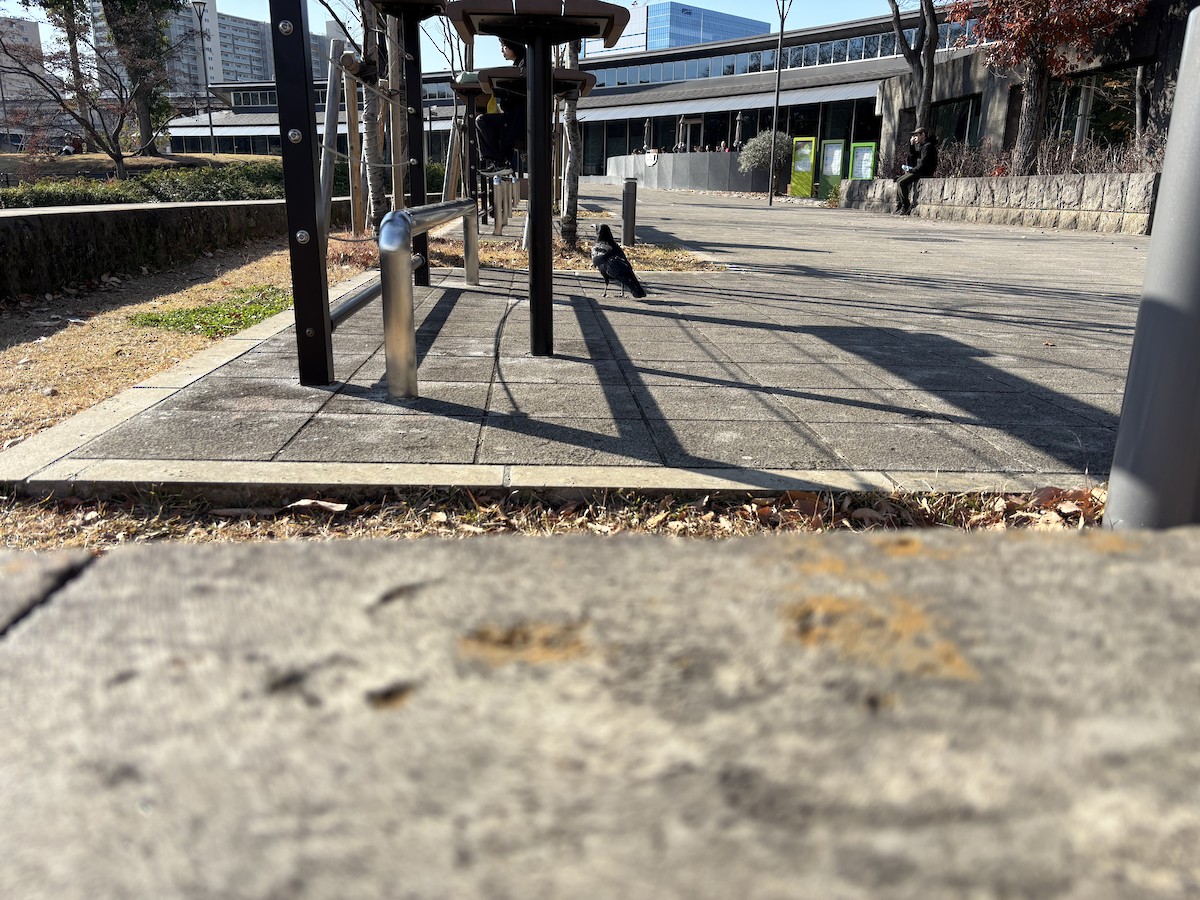 小嘴烏鴉 - ML646730958