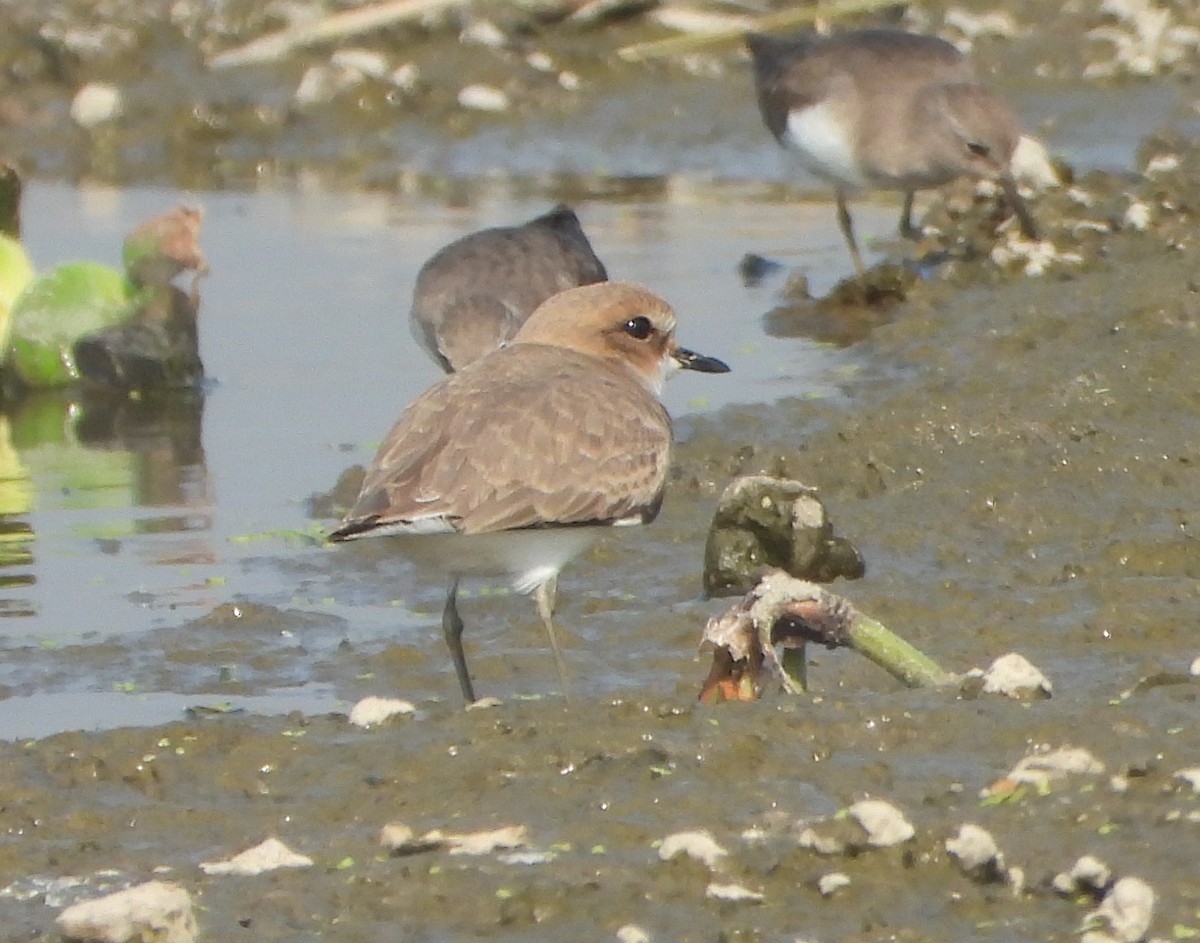 Kentish Plover - ML646730961