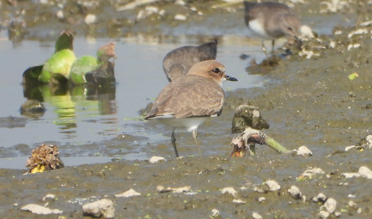 Kentish Plover - ML646730962