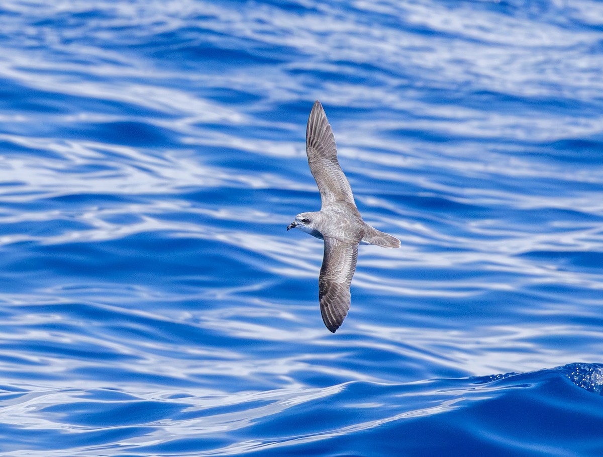 Soft-plumaged Petrel - ML646730963