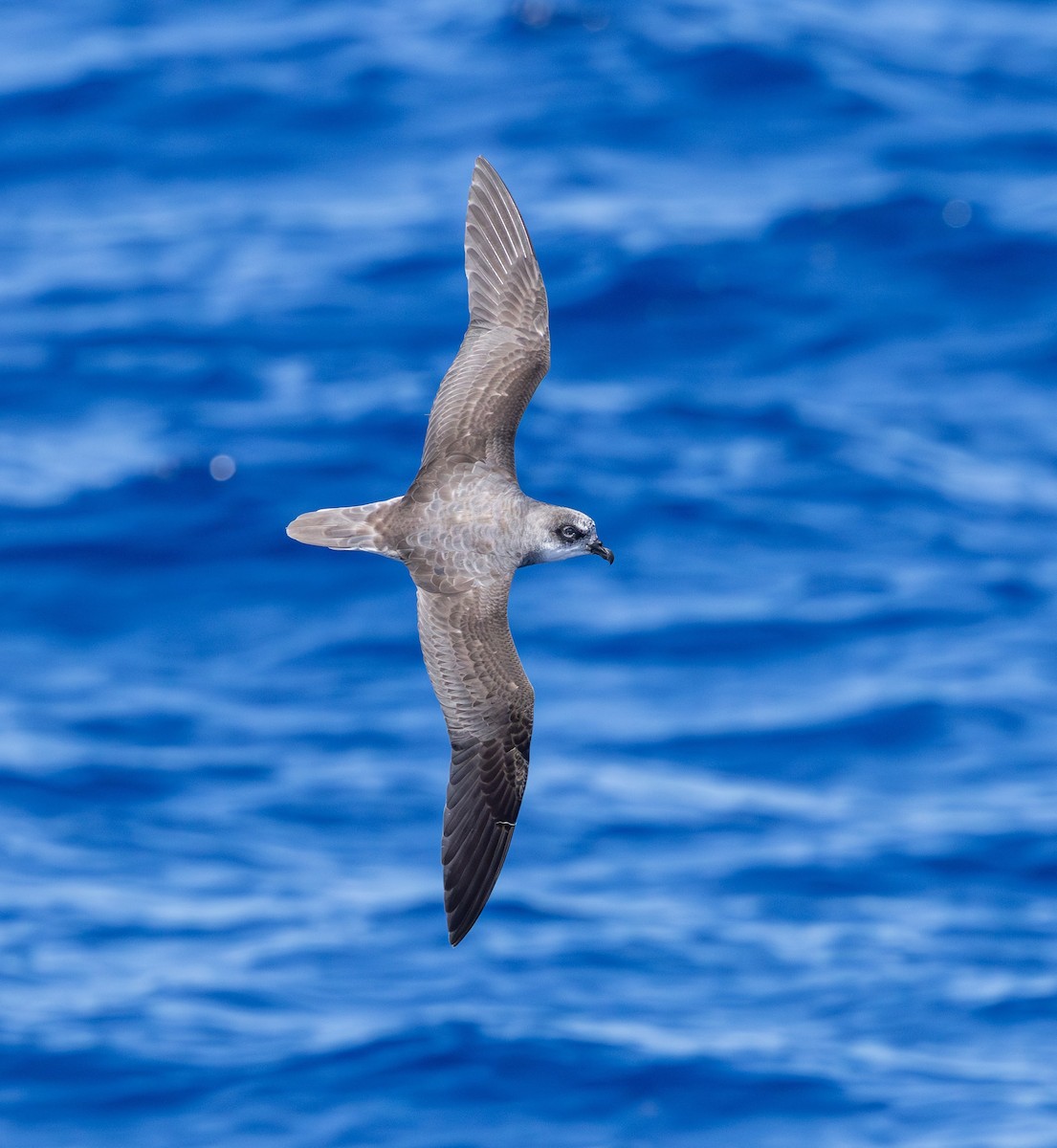 Soft-plumaged Petrel - ML646730964