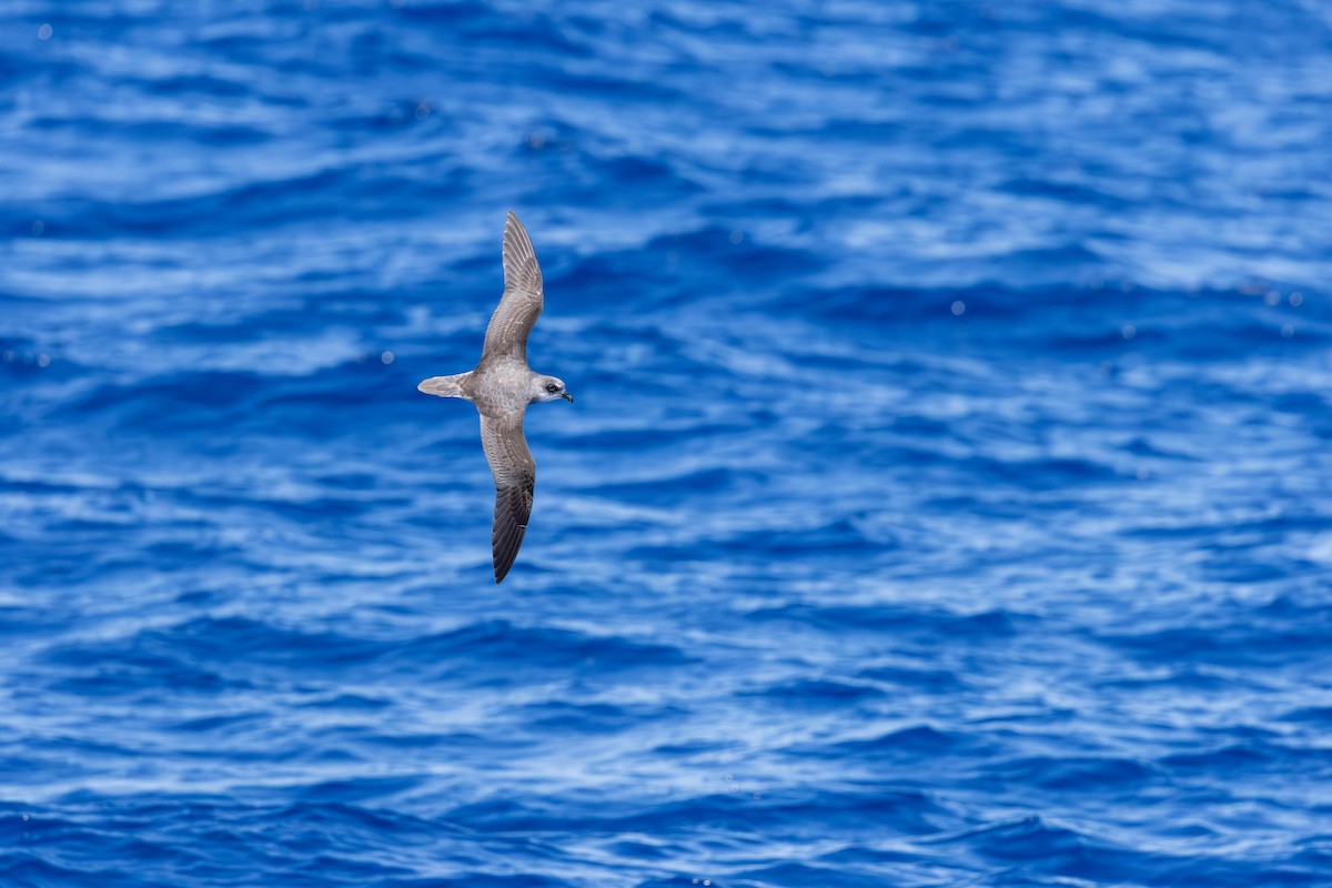 Soft-plumaged Petrel - ML646730965