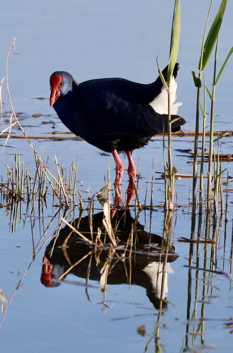 Western Swamphen - ML646730968