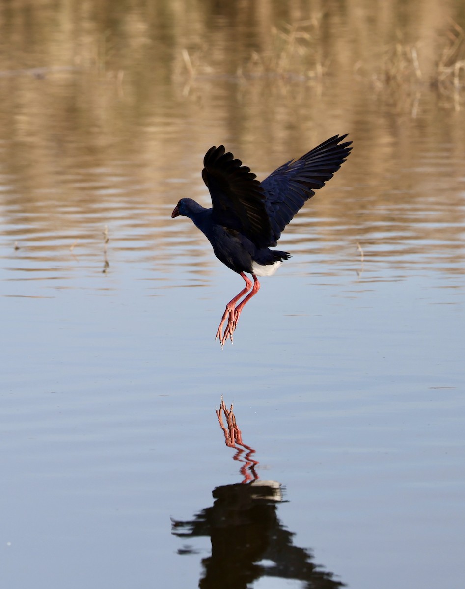 Western Swamphen - ML646730969