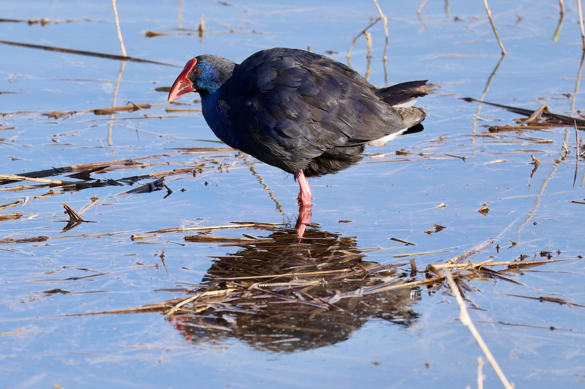 Western Swamphen - ML646730970