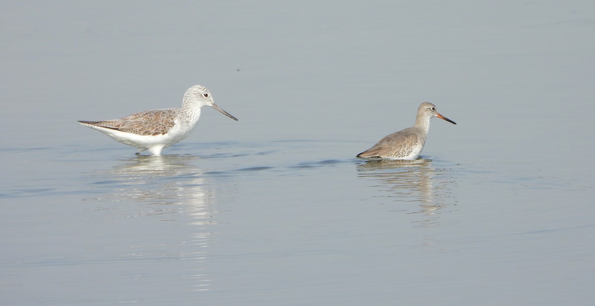 Common Redshank - ML646730973