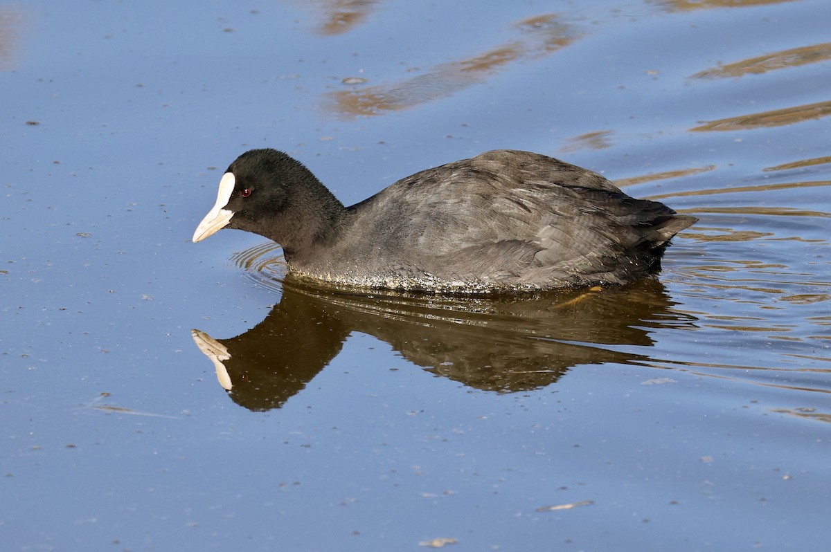 Eurasian Coot - ML646730974