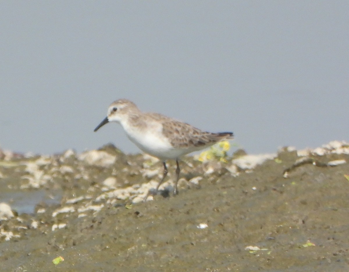 Little Stint - ML646730975