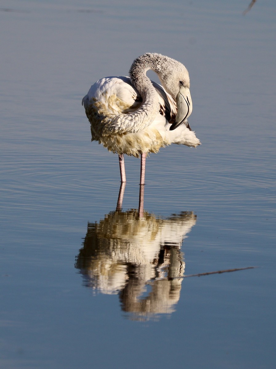 Greater Flamingo - ML646730979
