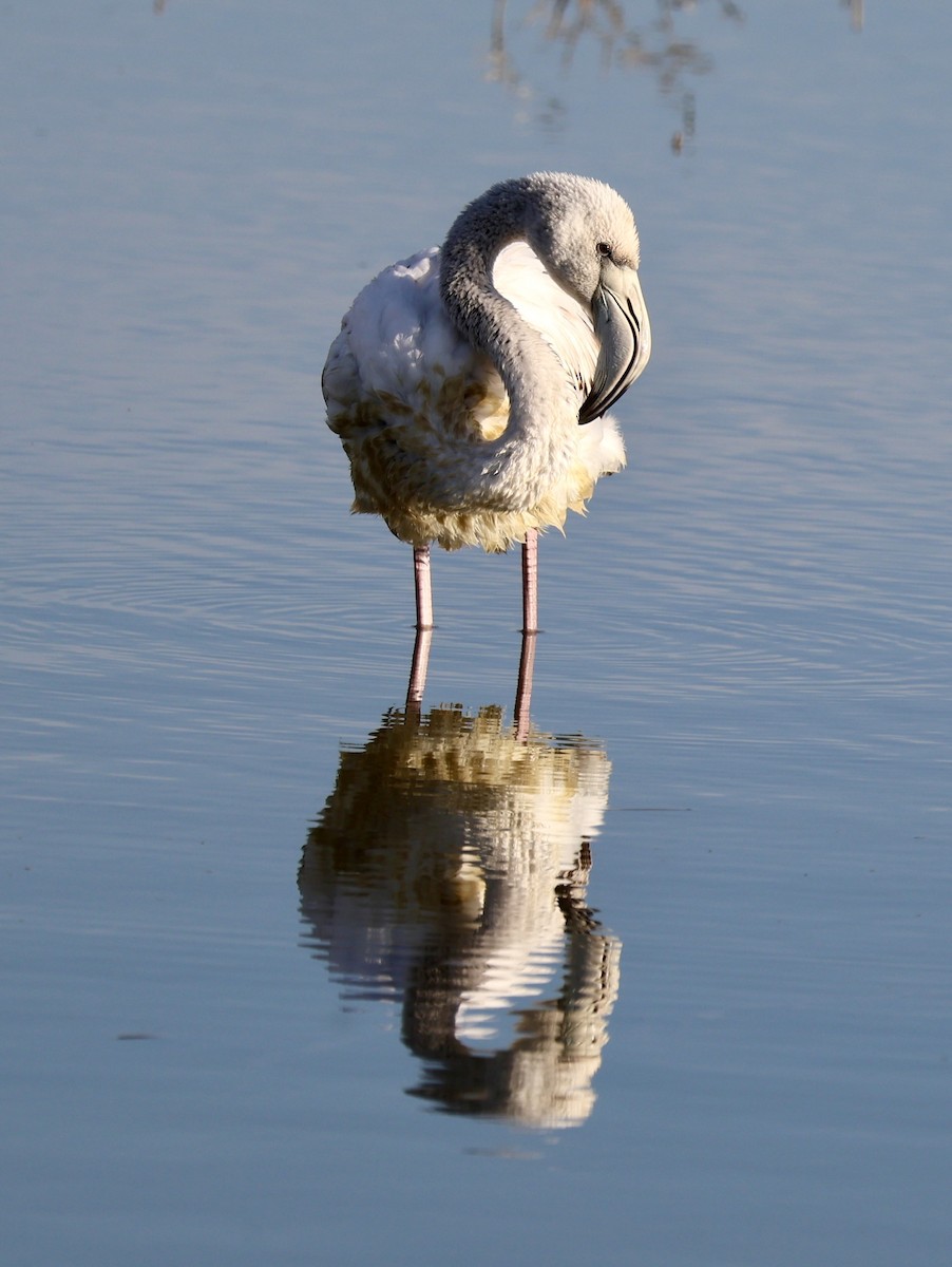 Greater Flamingo - ML646730980