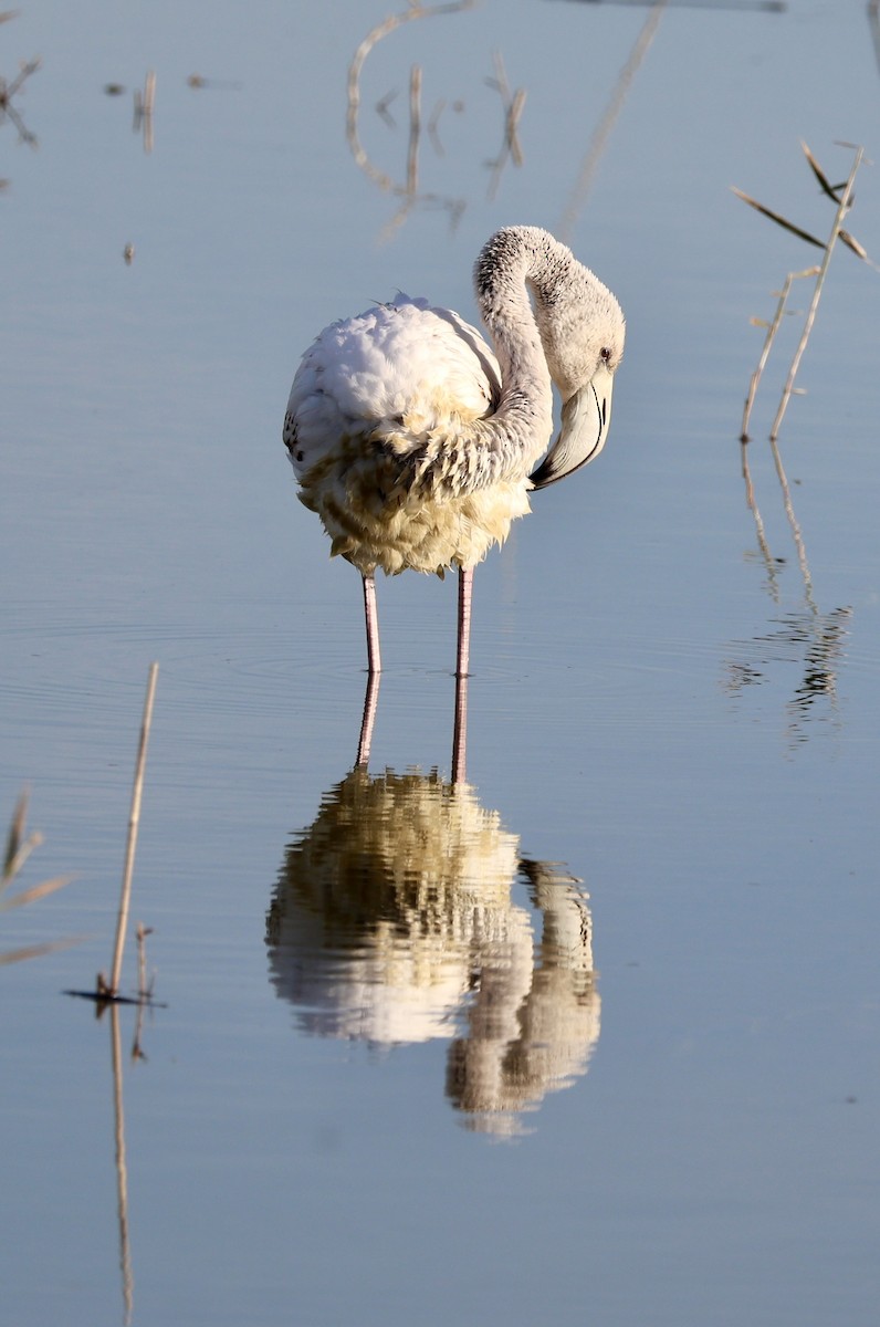 Greater Flamingo - ML646730981