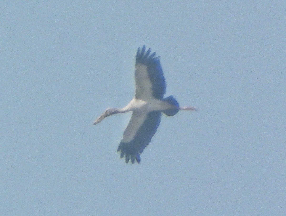 Asian Openbill - ML646730982