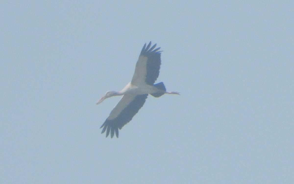 Asian Openbill - ML646730983