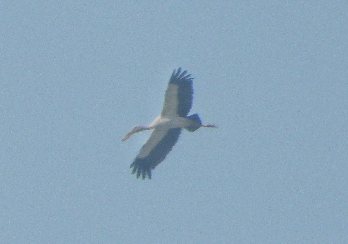 Asian Openbill - ML646730985