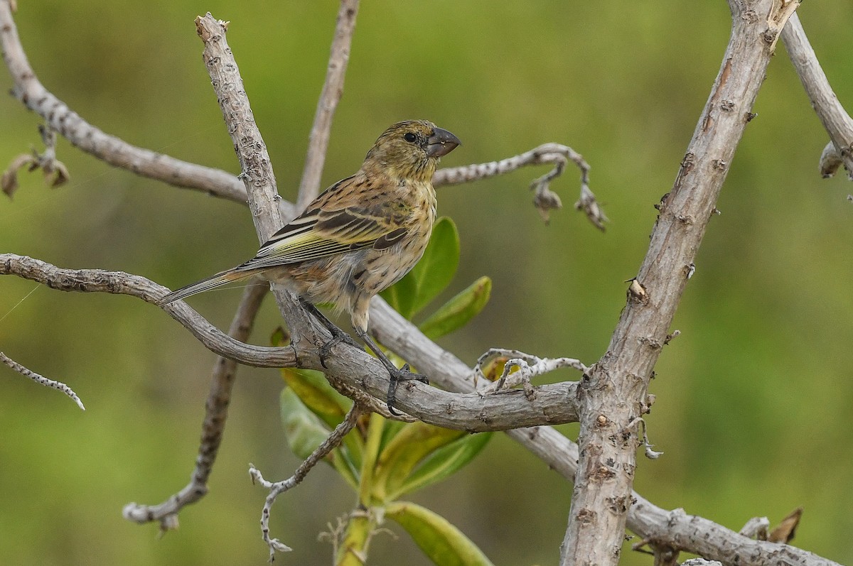 šatovník laysanský - ML646730987