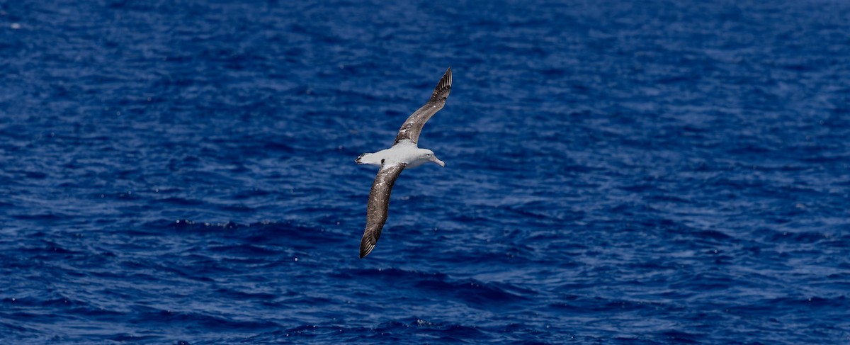 Antipodean Albatross (Gibson's) - ML646730990