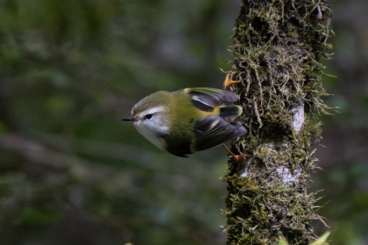 Rifleman - ML646730991