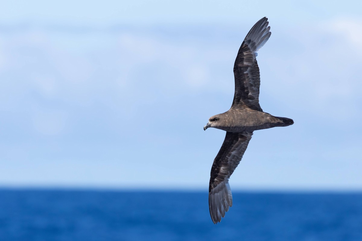 Great-winged Petrel - ML646731008