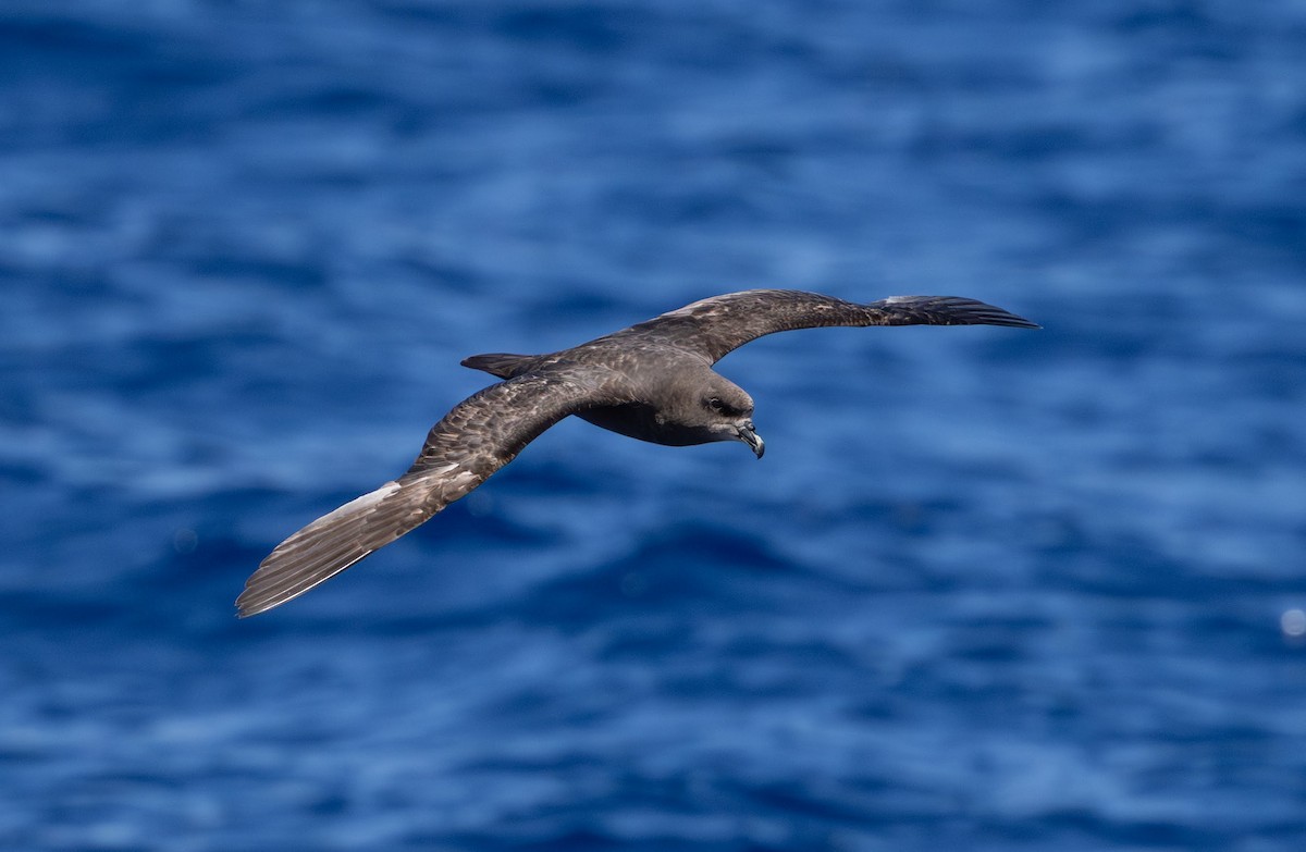 Great-winged Petrel - ML646731009