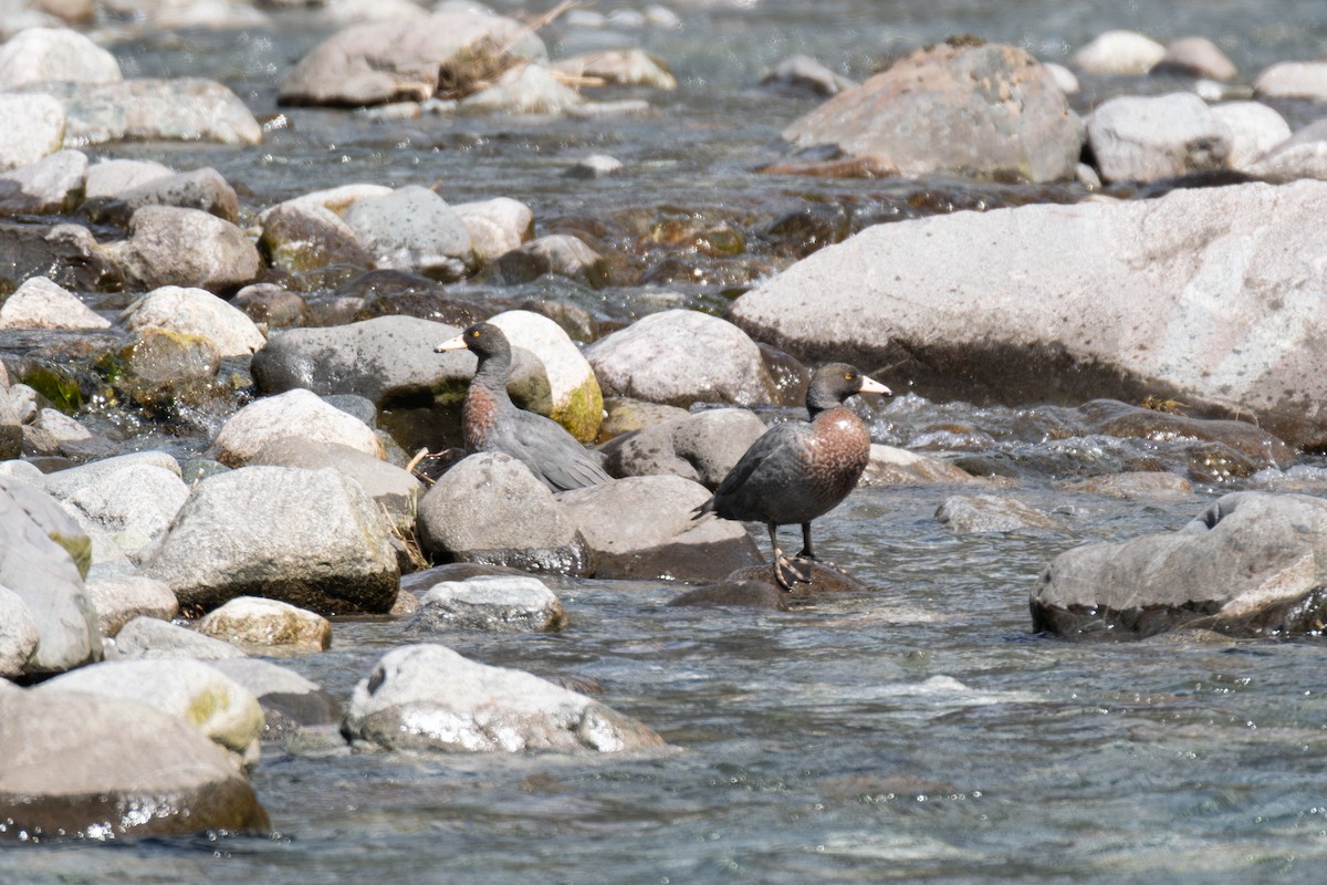 kachna měkkozobá - ML646731010