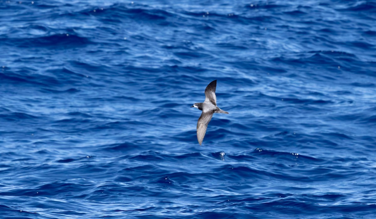Gould's Petrel - ML646731011
