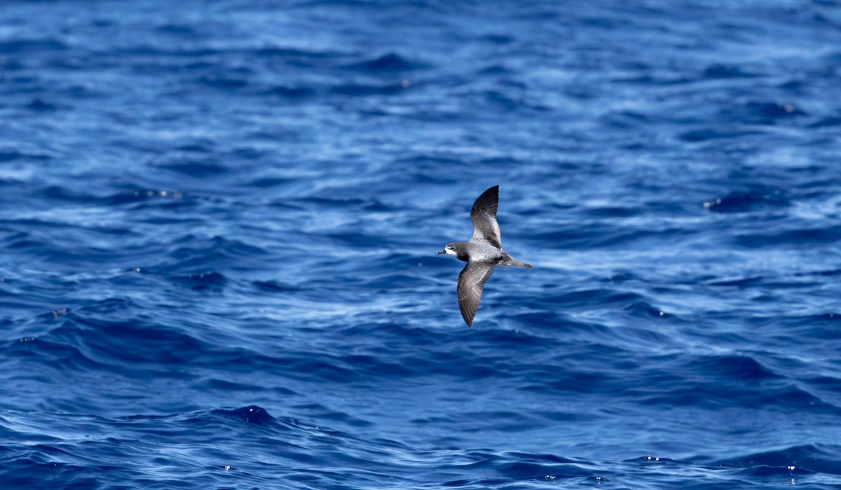 Gould's Petrel - ML646731012