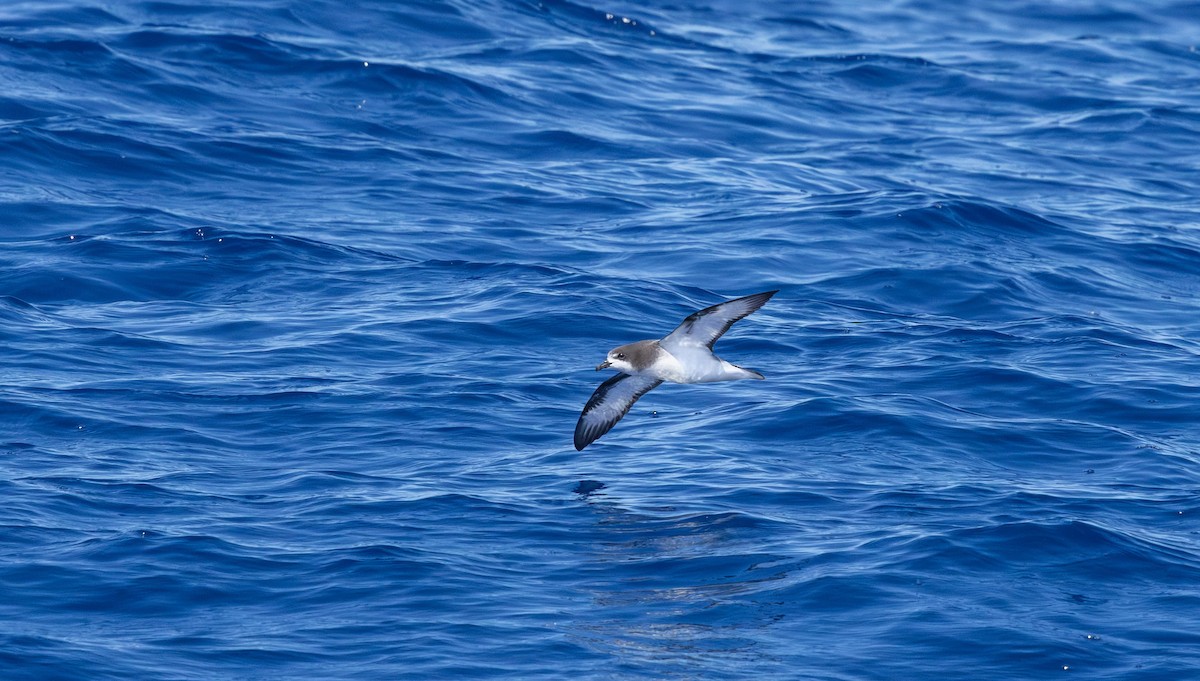 Gould's Petrel - ML646731013