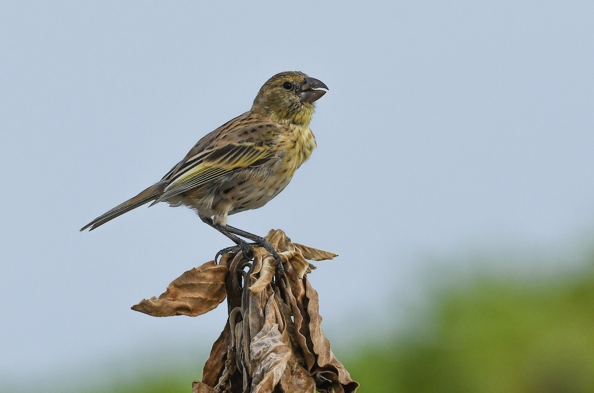 šatovník laysanský - ML646731085