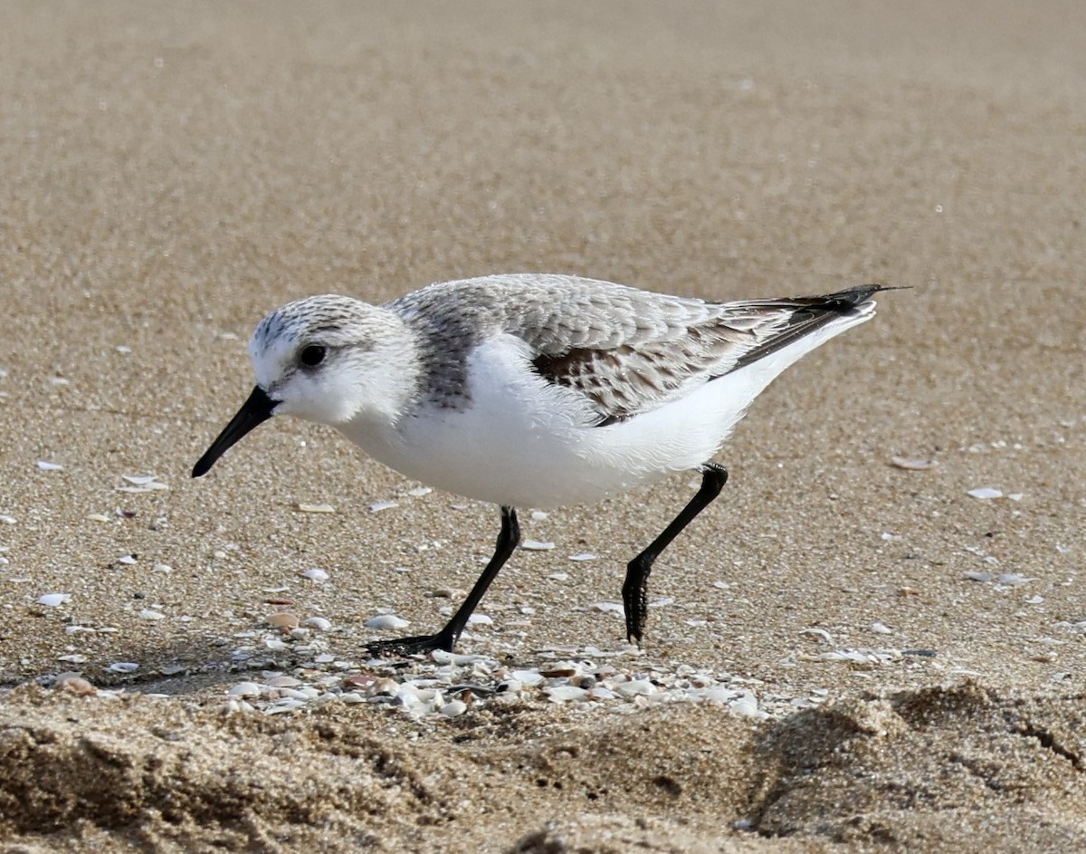 Песчанка - ML646731088