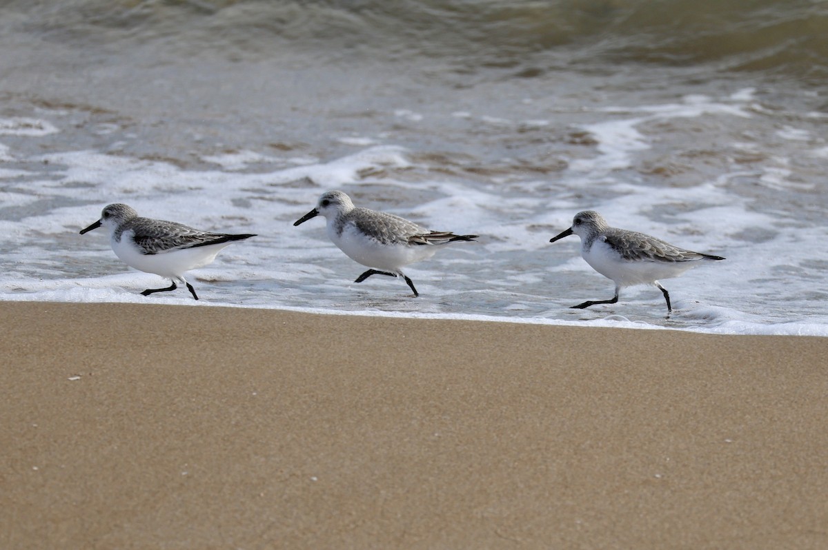 Песчанка - ML646731089