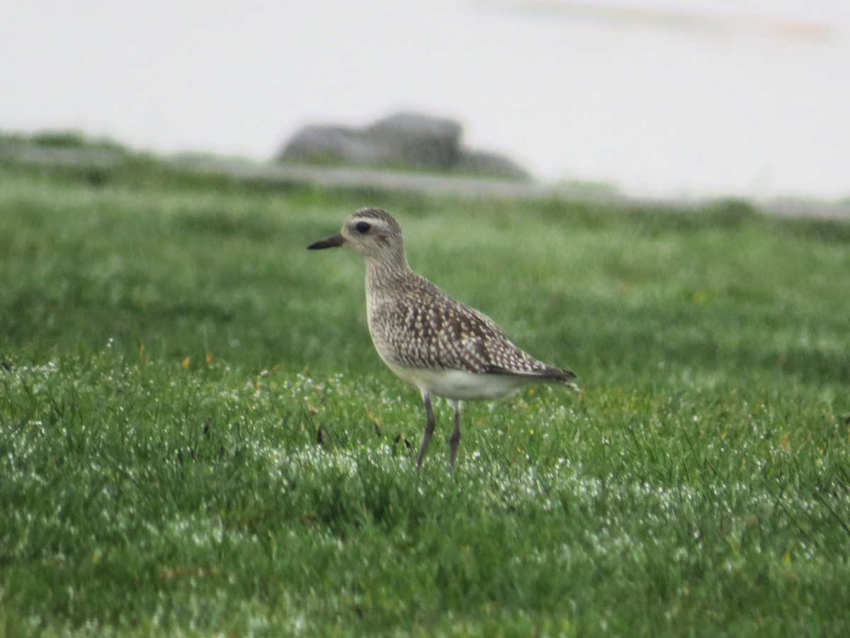 Black-bellied Plover - ML646731094