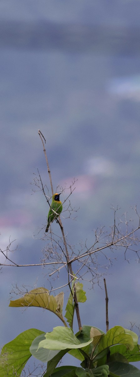 Golden-fronted Leafbird - ML646731095