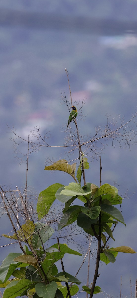 Golden-fronted Leafbird - ML646731096