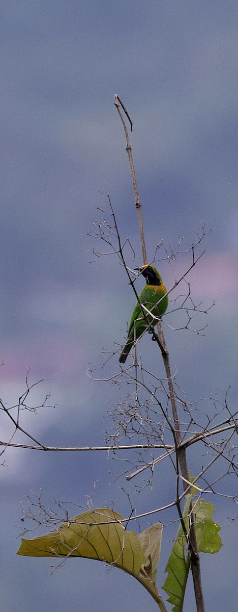 Golden-fronted Leafbird - ML646731097