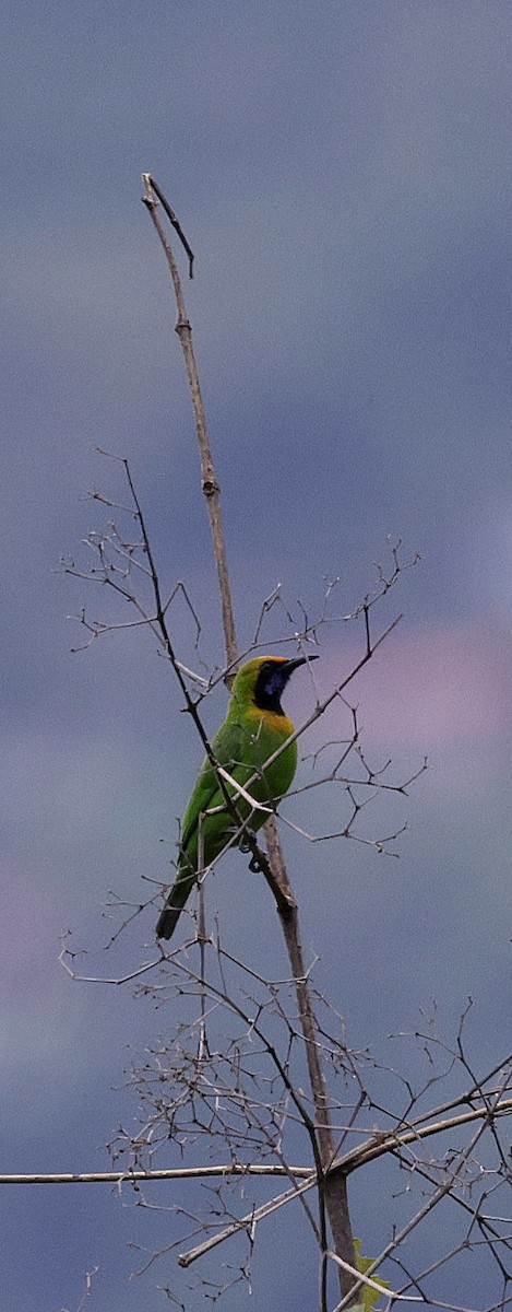 Golden-fronted Leafbird - ML646731098