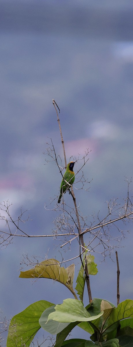 Golden-fronted Leafbird - ML646731099